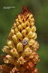 Sommerwurz (Orobanche densiflora)